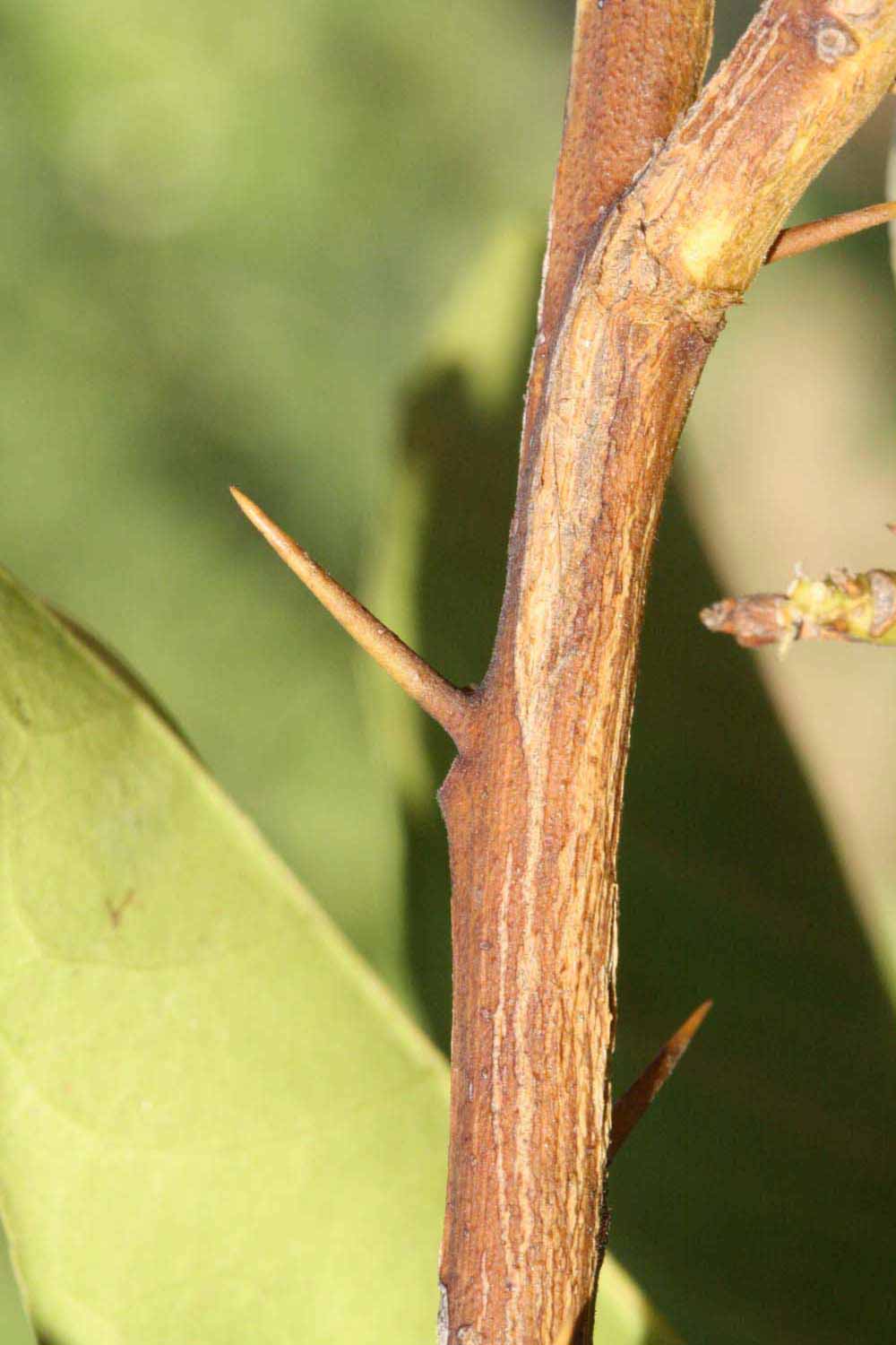             Second - third year twig (Riverside, CA)       